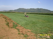 農(nóng)大苗圃供應沈陽鞍山丹東撫順本溪草坪供應廠家