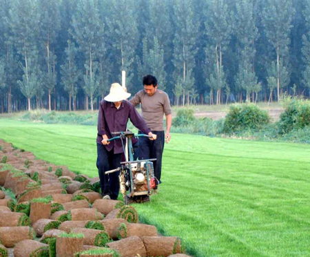 求購(gòu)草坪，買草坪就到遼陽(yáng)成江草坪基地