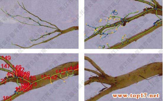 GXY-A根系分析儀檢測出植物根系的發(fā)育情況